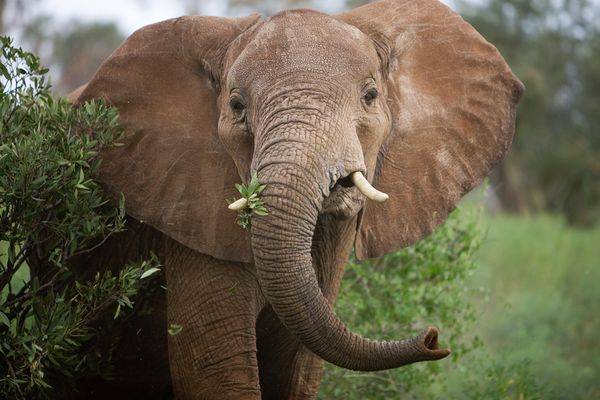 Чем питается слон в природе