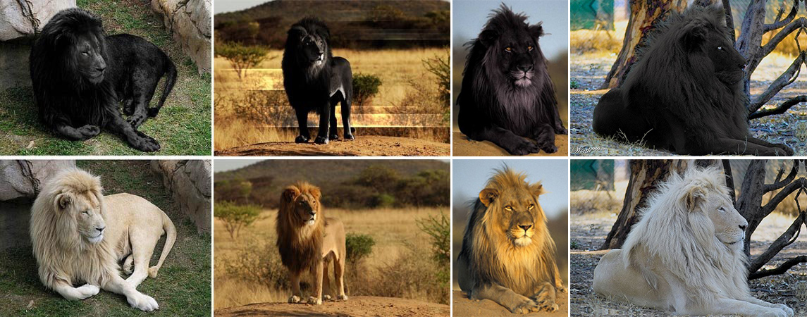 Сколько осталось черных львов