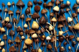 Галлюциногенные грибы и закон