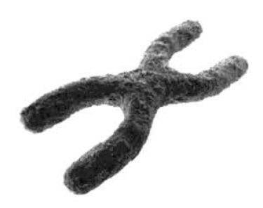 Хромосомный набор половых клеток