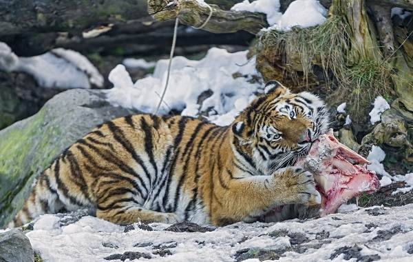 Уссурийский-тигр-Описание-особенности-образ-жизни-и-среда-обитания-хищника-11