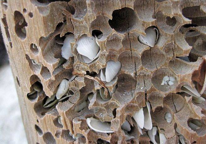 Вид пищи двустворчатых моллюсков
