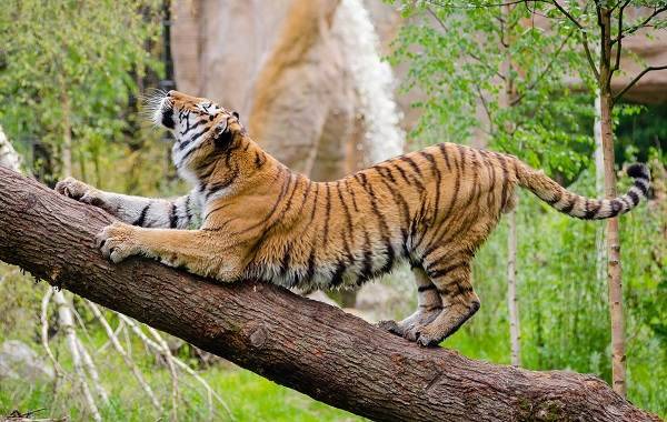 Уссурийский-тигр-Описание-особенности-образ-жизни-и-среда-обитания-хищника-9