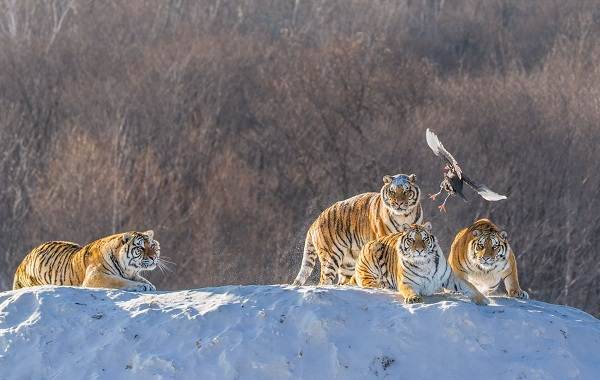 Уссурийский-тигр-Описание-особенности-образ-жизни-и-среда-обитания-хищника-7