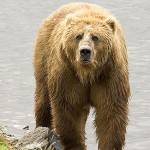 Продолжительность жизни бурого медведя