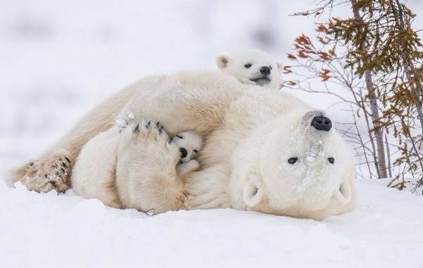 Белый-медведь-животное-Описание-особенности-образ-жизни-и-среда-обитания-медведя-14