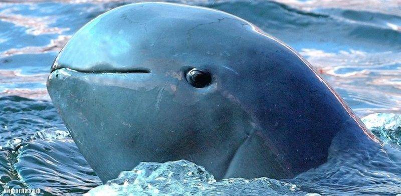 Почему дельфин млекопитающее