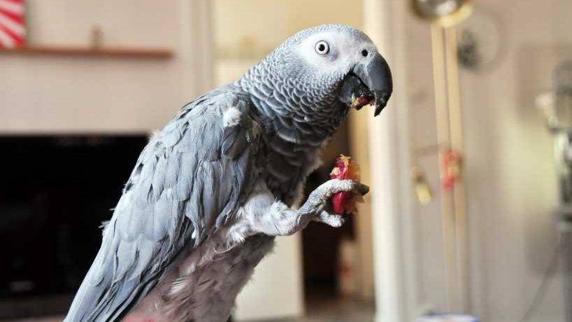 Сколько живут попугаи жако в домашних условиях
