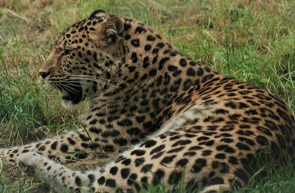 Дальневосточный леопард краткое описание