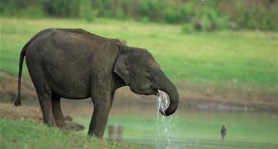 Сколько ест слон в день