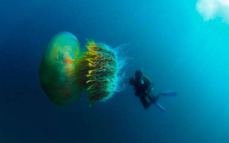 Где живут медузы