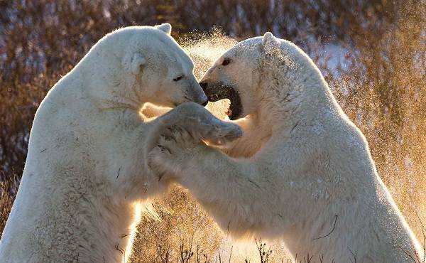 Белый-медведь-животное-Описание-особенности-образ-жизни-и-среда-обитания-медведя-12