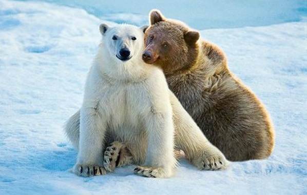 Белый-медведь-животное-Описание-особенности-образ-жизни-и-среда-обитания-медведя-17