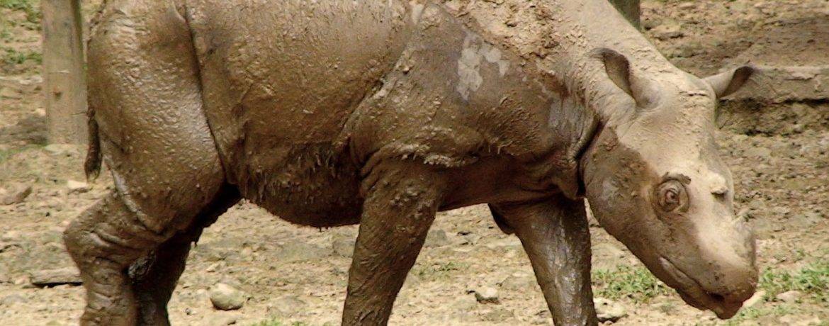 Виды носорогов