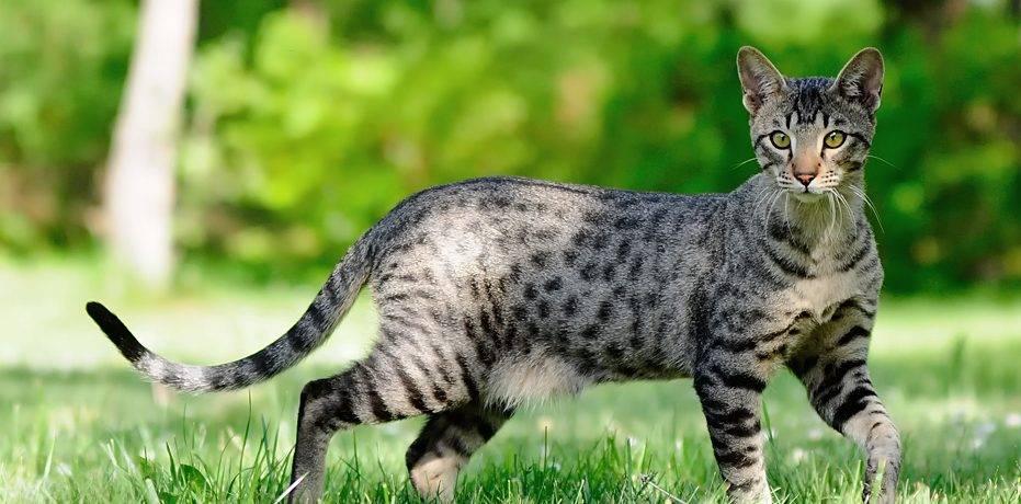 Самая большая порода кошек в мире