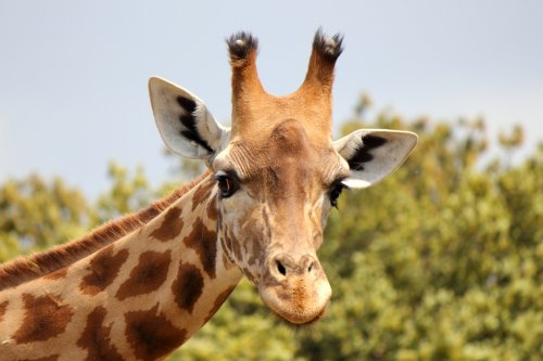 Рога у жирафа