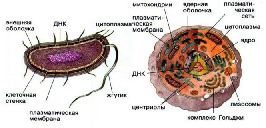Бактерии прокариоты или эукариоты
