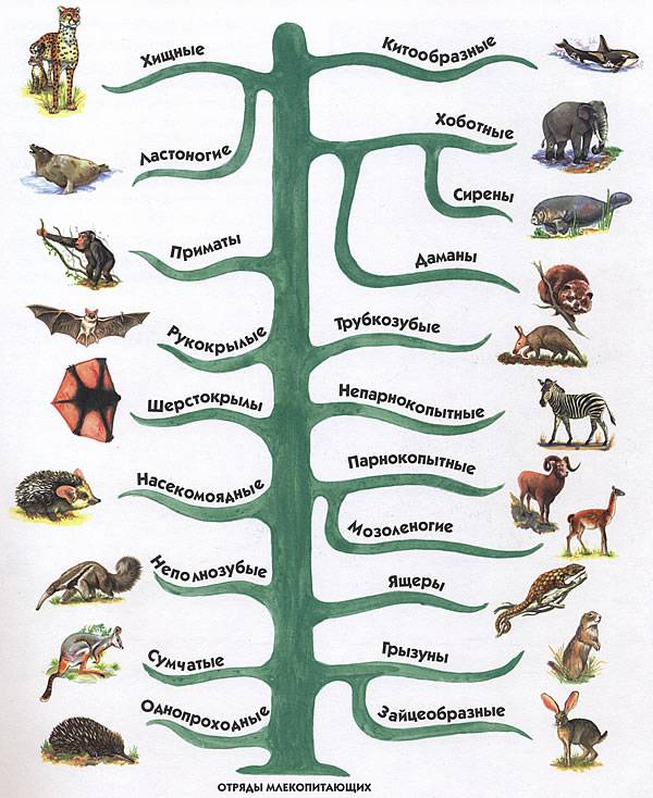 Описание отрядов млекопитающих