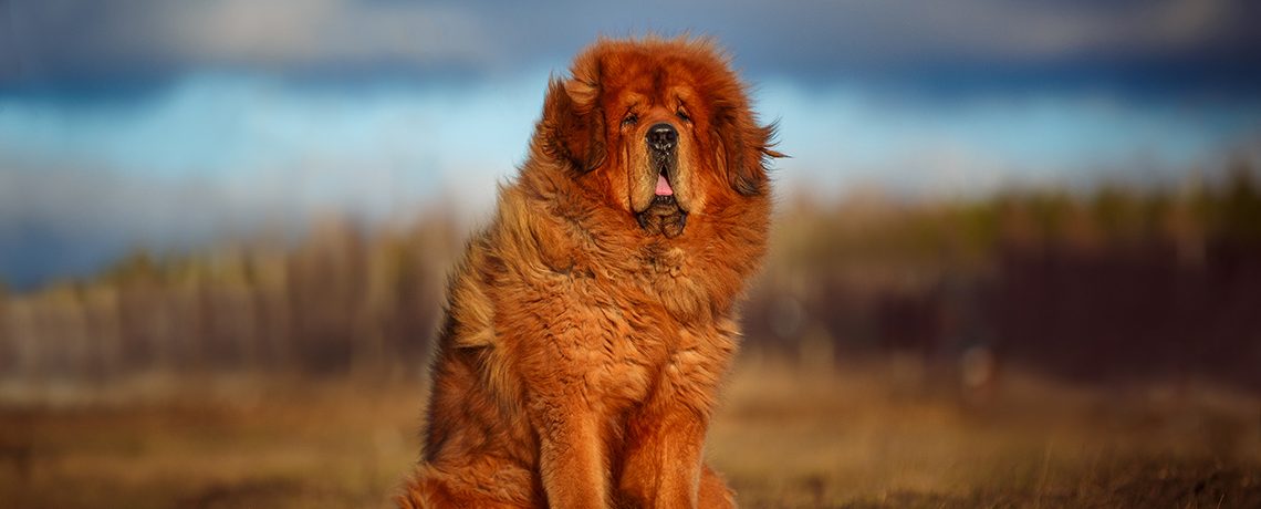 Самая дорогая порода собак в мире фото