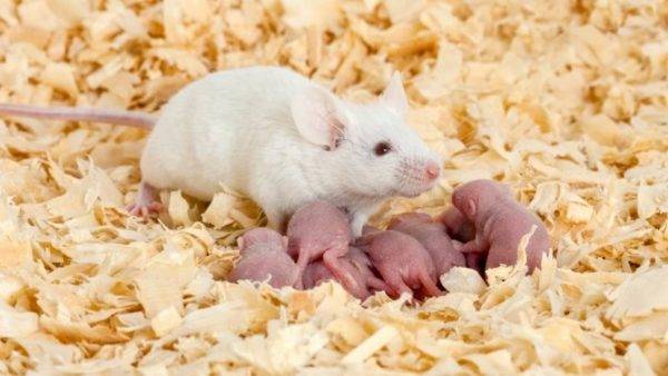 Как ухаживать за крысой в домашних условиях