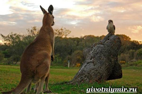 Животные-Австралии-2