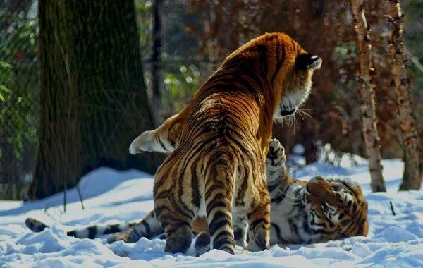 Уссурийский-тигр-Описание-особенности-образ-жизни-и-среда-обитания-хищника-5