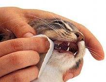 Вес абиссинской кошки по месяцам
