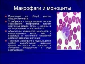 Макрофаги в крови