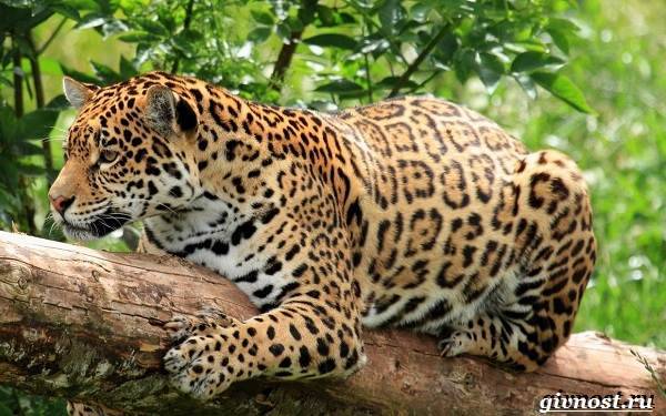 Животные-тропического-леса-Описание-названия-и-особенности-животных-тропического-леса-17