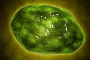 Внутренние мембраны хлоропластов называются