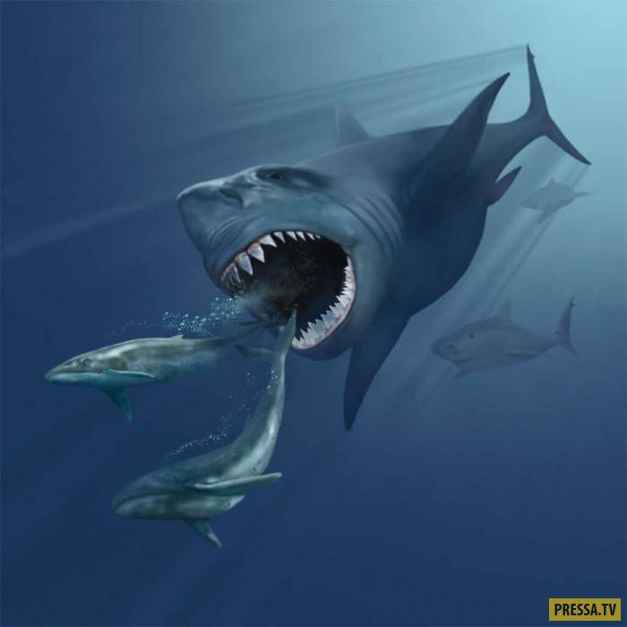 Мегалодон— самая знаменитая и ужасная акула древнего океана (18 фото+2 видео)