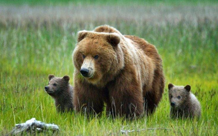 Медведь какое семейство