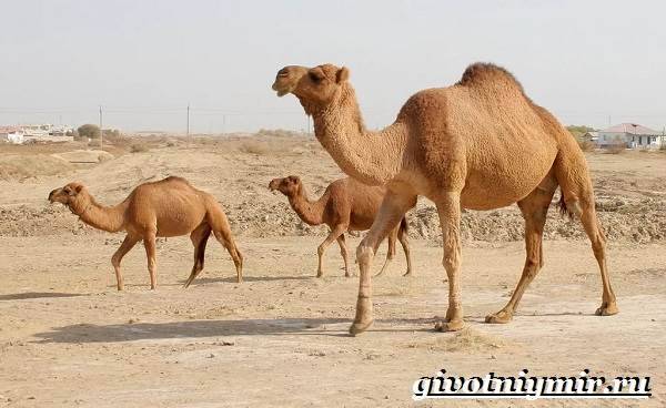 Животные-пустыни-Описания-названия-особенности-и-фото-животных-пустыни-2