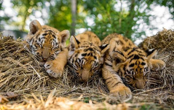 Уссурийский-тигр-Описание-особенности-образ-жизни-и-среда-обитания-хищника-12