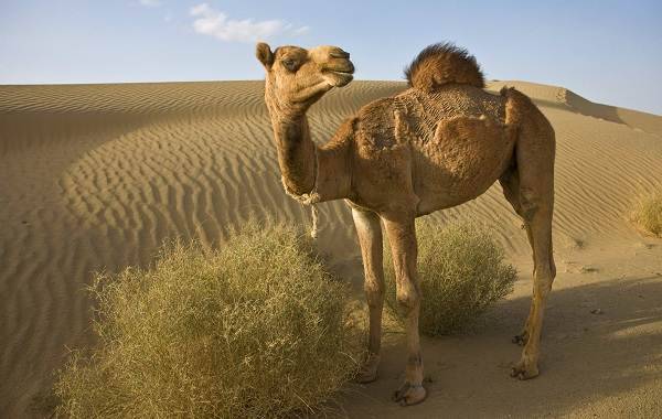 Животные-пустыни-Описания-названия-и-особенности-животных-пустыни-1