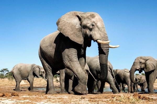 Виды-слонов-Описание-названия-и-фото-видов-слонов-2