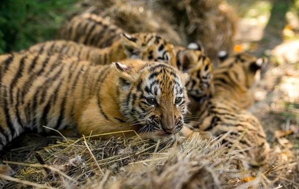 Виды тигров фото и описание