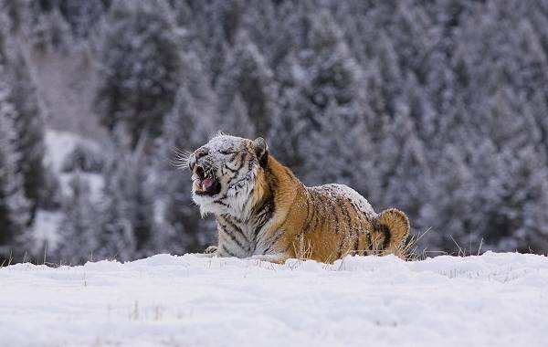 Уссурийский-тигр-Описание-особенности-образ-жизни-и-среда-обитания-хищника-10
