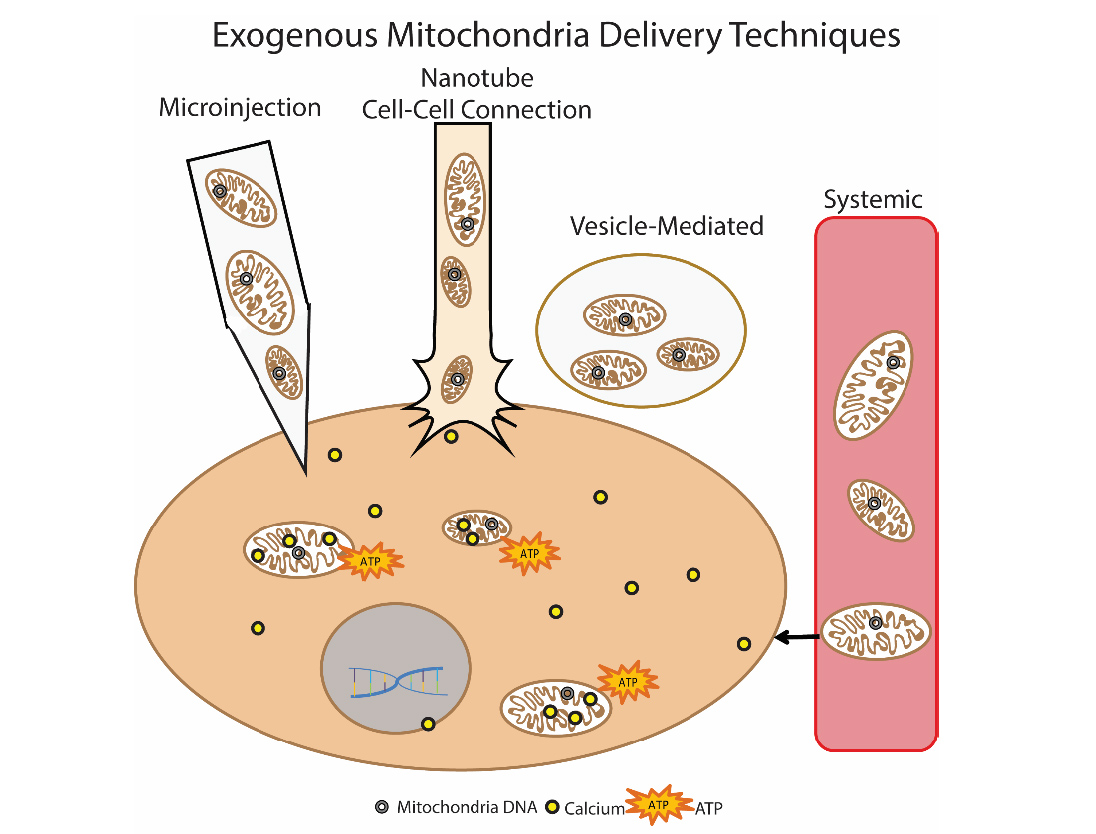 Новые митохондрии образуются в клетке в результате