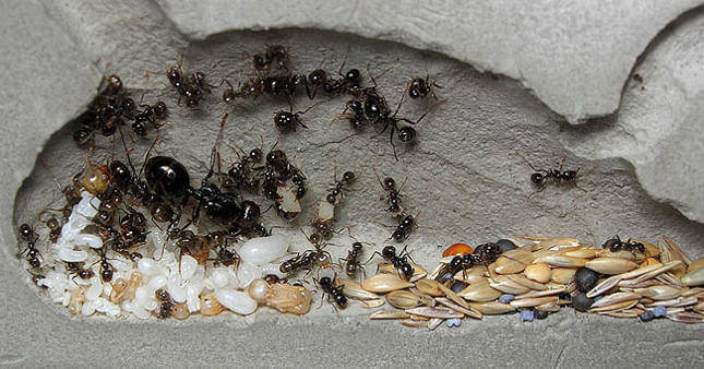 Все о муравьях и муравейниках