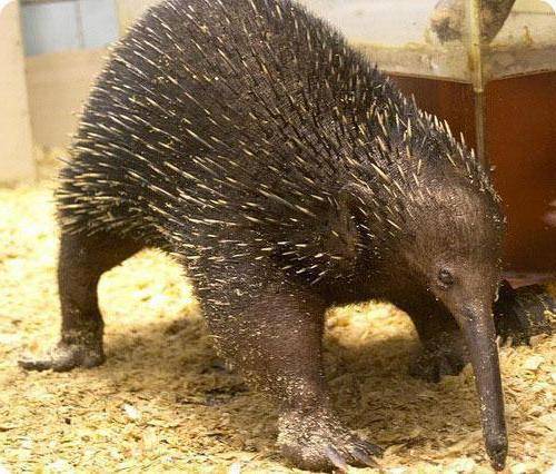 Австралийское млекопитающее откладывающее яйца