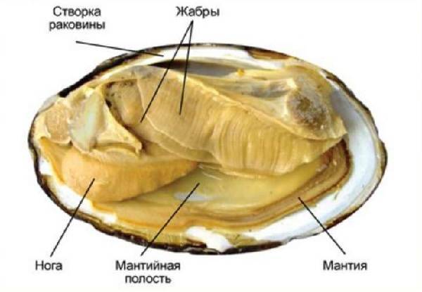 Двустворчатые-моллюски-Описание-особенности-строение-и-виды-двустворчатых-моллюсков-3
