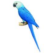 Синий ара фото