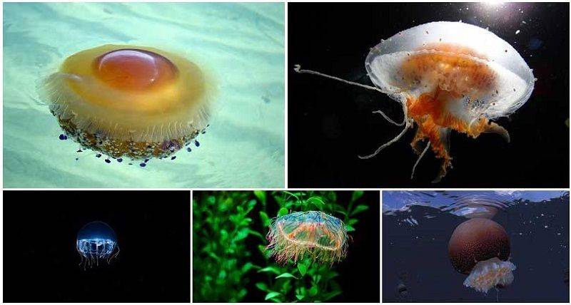 Многообразие медуз