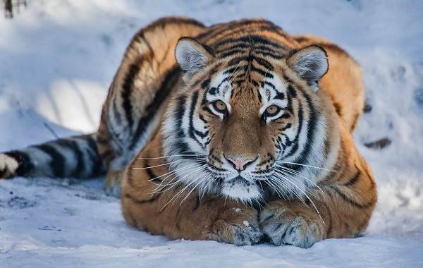 Уссурийский-тигр-Описание-особенности-образ-жизни-и-среда-обитания-хищника-4