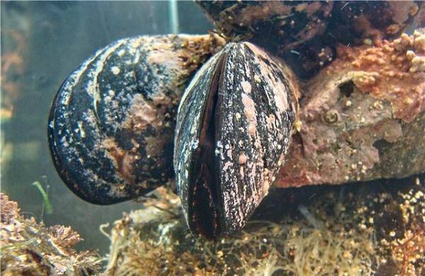 Двустворчатые-моллюски-Описание-особенности-строение-и-виды-двустворчатых-моллюсков-11