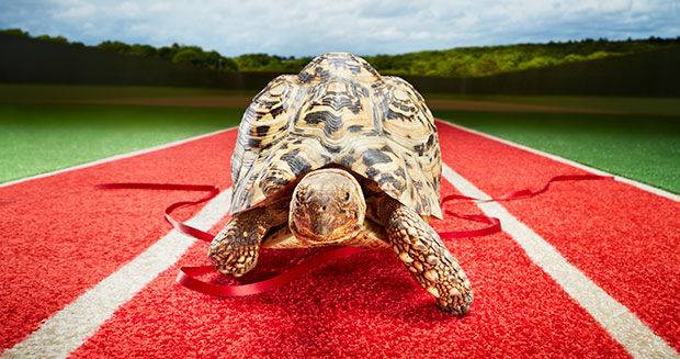 Самая быстрая черепаха в мире